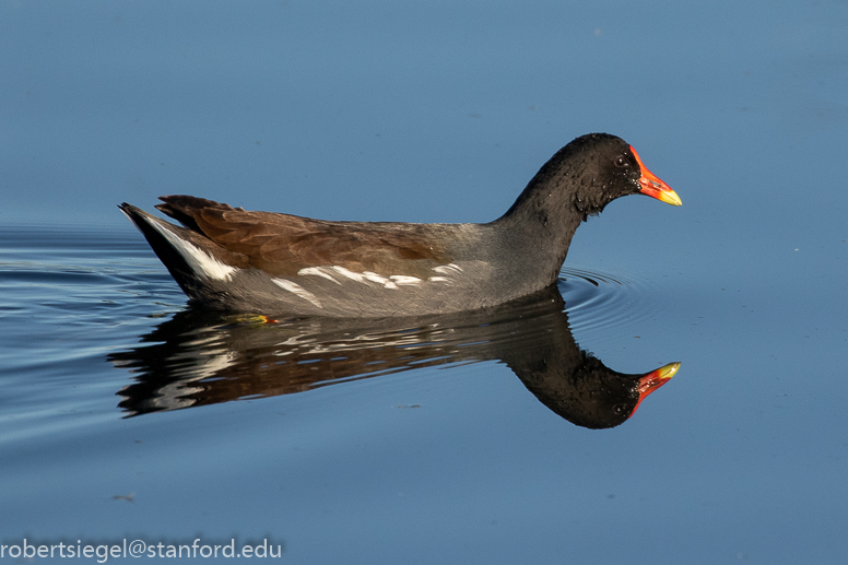 emily renzel wetlands